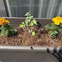 マリーゴールド,ミニトマト,ネギ,ジャングルトマト,家庭菜園の画像