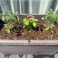 バジル,ミニトマト,ネギ,トスカーナバイオレット,オレンジパルチェの画像