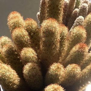 サボテン,黄金司,黄金丸,バルコニー/ベランダの画像