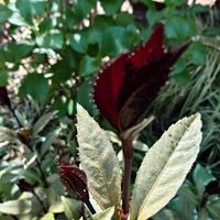 ヤブコウジの画像