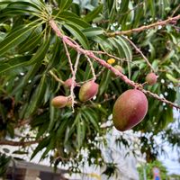 マンゴーの画像