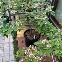 キュウリ,ブルーベリー ラビットアイ系,おうち園芸,家庭菜園の画像