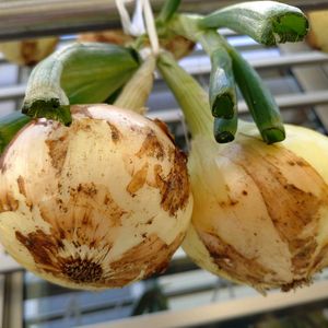 玉ねぎ,兵庫県,神戸垂水,家庭菜園の画像