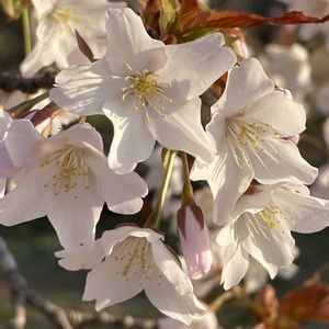 キジムシロ,サクラ,ボケ,ミズバショウ,ミツバツツジの画像