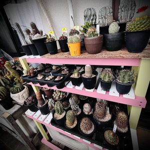 ユーフォルビア属,サボテンいろいろ,マミラリア属,スルコレブチア属,ノトカクタス属の画像