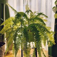 ネフロレピス,観葉植物,インドアグリーン,葉っぱ好き,みどりのある暮らしの画像