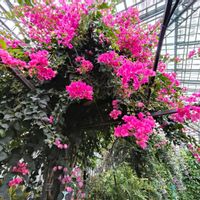 ブーゲンビリア,ピンク色の花,温室の花,栃木花センターの画像