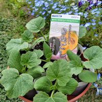 トマト,トマト,かぼちゃ,まくわうり,甘露まくわうりの画像