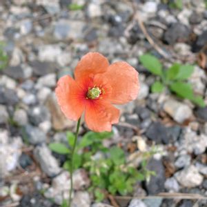 ナガミヒナゲシ,季節の花,お隣の庭,フェンスの画像