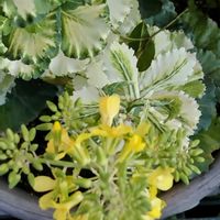 ハボタンの画像