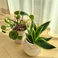 サンスベリア,ペペロミア サンデルシー,スイカぺぺ,サンセベリア　ハニーバニー,観葉植物の画像