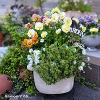 ꒰ღ˘◡˘ற꒱かわゅ~,花のある暮らし,100均雑貨,便利グッズ,繋がりに感謝✨の画像