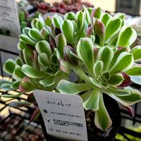 黒法師,アオエニウム属 ハロウィン,アエオニウム　ピンクウィッチ,アエオニウム　リバーストーン,多肉植物の画像