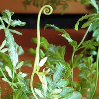 プテリス,チランジア　ストリクタ,プテリス  エバージェミエンシス,エアプランツ,シダ植物の画像