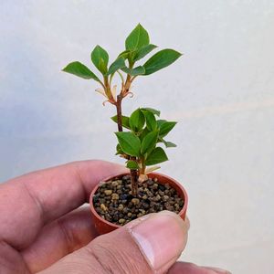 ドウダンツツジ,盆栽,ミニ盆栽,盆栽苗木,まめ盆栽の画像