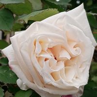 白い花,薔薇♪,色あざやか,元気もらえる,春の訪れの画像