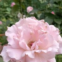 薔薇♪,元気もらえる,春の訪れ,はるが来た！,秘密の花園の画像