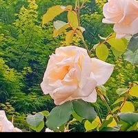 白い花,薔薇♪,元気もらえる,春の訪れ,春の庭の画像