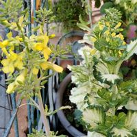 ハボタンの画像