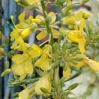 ハボタンの画像