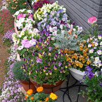 キンセンカ,クリスマスローズ,シバザクラ,デージー,デージーの画像