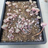 多肉植物,葉挿し,エケベリア属,放置苗の画像