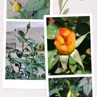 バラ,植物のある暮らし,シャコバサボテン♡,お花大好き✨,ベランダの画像