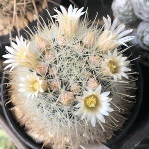 サボテン,マミラリア属,ナザセンシス,ベランダの画像