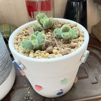 くまにゃん,ロウルサンコ,手作りリメ鉢リメ缶,メル狩り❤︎.*の画像