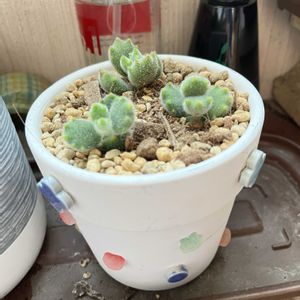 くまにゃん,ロウルサンコ,手作りリメ鉢リメ缶,メル狩り❤︎.*の画像