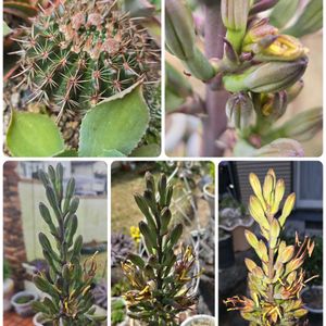 サボテン,マンガベ　ムーングロウ,花のある暮らし,花いろいろ,ハクサンの画像