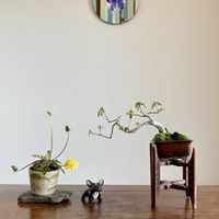 コナラ,コナラ,タンポポ,タンポポ,盆栽の画像