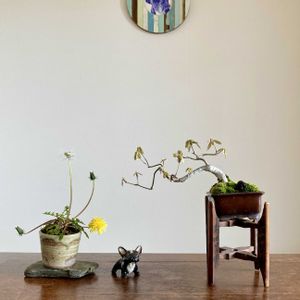 コナラ,コナラ,タンポポ,タンポポ,盆栽の画像