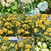 キンギョソウ,ナナカマド,パンジー,ホワイトクイーンエリザベス,薔薇愛同盟の画像