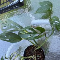 マドカズラの画像