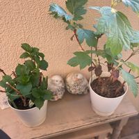 アジサイ,紫陽花,柏葉アジサイ,カシワバ アジサイ,ベランダガーデニングの画像