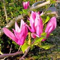 ガマズミ,ガマズミ,サクラ,モクレン,モクレンの画像