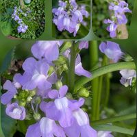 カスミソウ,カロライナジャスミン,ツバキ,マツバウンラン,サラサドウダンの画像