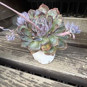 多肉植物,子株,エケベリア属,花芽,成長の画像