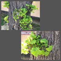 アケビ,ユキヤナギ,イチョウ,ヤマモモの画像