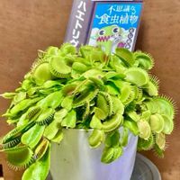 ムシトリスミレ,ハエトリソウ,食虫植物の画像