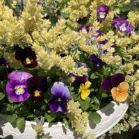 ガザニア,ビオラ,ロータス ブリムストーンの画像