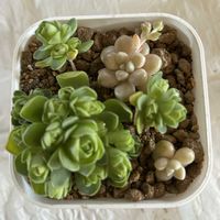 キク,ユキノシタ,トップシーダービー,グリーノビア　マウンテンローズ,ナルコユリ（ アマドコロ）の画像