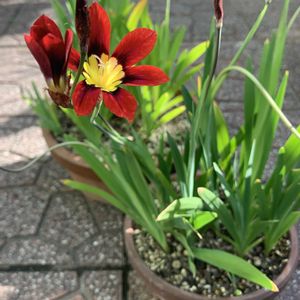 スパラキシス,赤い花,鉢植え,ガーデニング,球根植物の画像