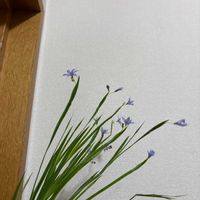 ニワゼキショウの画像