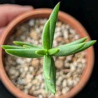 テトラゴナ,多肉植物,珍奇植物,my succulent,美しい...の画像