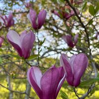 グラジオラス,モクレン,ヤグラネギ,春ですね♪,緑好きの画像