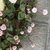 ヒメツルソバ,ヒメツルソバ,お花好き,ピンク，白，淡いピンク，カーネーション，四つ葉のクローバ〜など入ってシックな色合いです,庭の画像