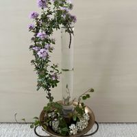 コデマリ,タイム,タイム,ワイヤープランツ,斑入りワイヤープランツの画像