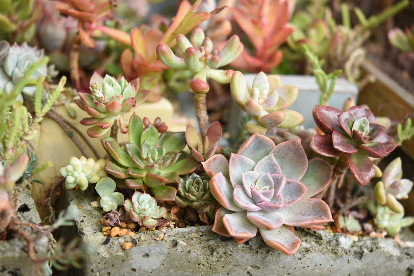 メラコの育て方｜ロゼット状の葉をもつ多肉植物！季節で変わる水やりと